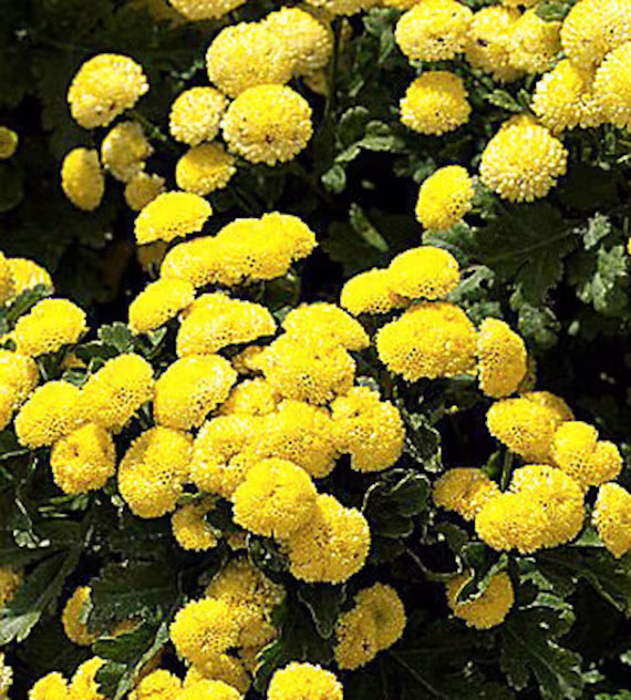 Rare - Goldball Flower 1600 Seeds Chrysanthemum Tanacetum Parthenium