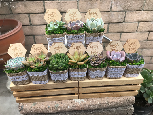 Watch Me Grow Baby Shower Party Favors. 2