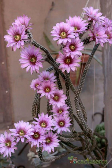 Echinocereus Poselgeri - 10 Seeds Dahlia Cactus Amazing Pink Flowers Limited