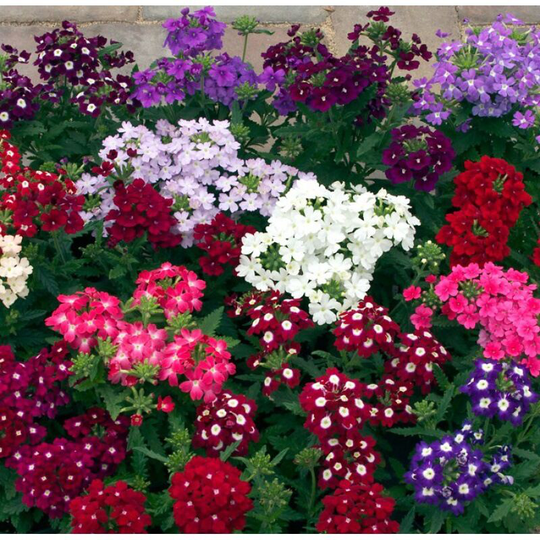 Beauty Sakura Seeds 300 Capsules Mixed Colors