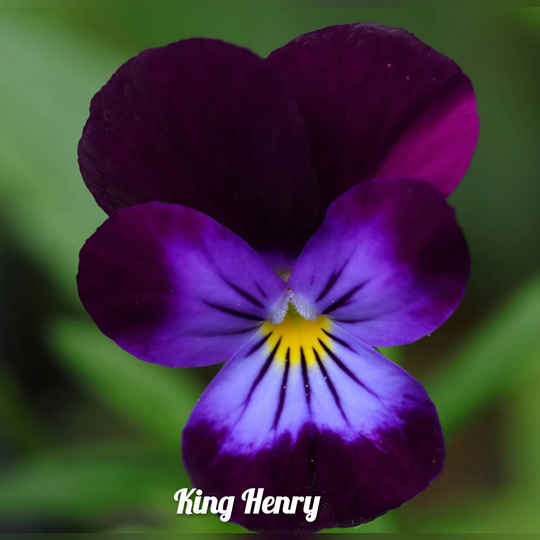 Viola King Henry Flower 100 Seeds | Free Shipping
