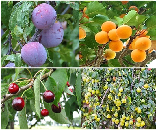40 X Mixed Fruit Tree Seeds. | 10 Seeds From 4 Varieties