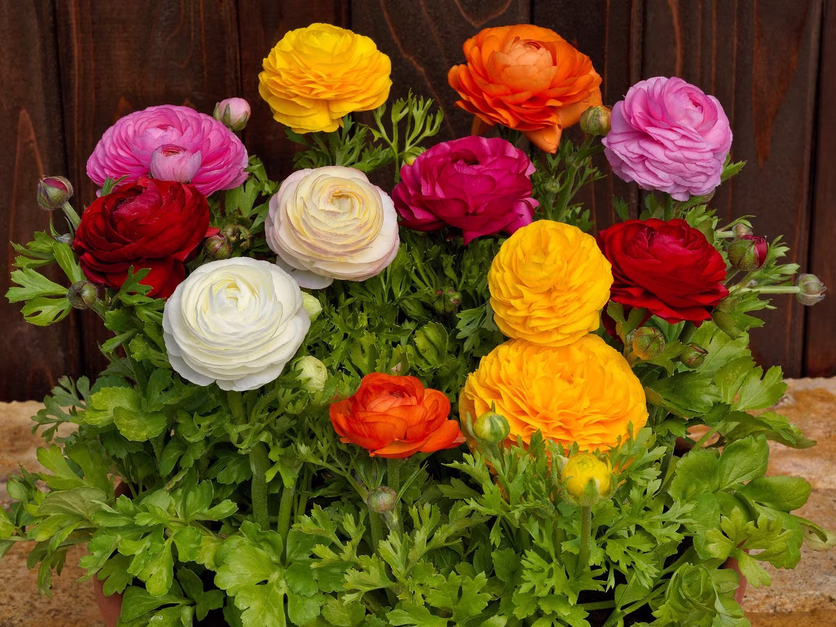 Ranunculus Seeds Bloomingdale Mix 50 Thru 250 Pelleted