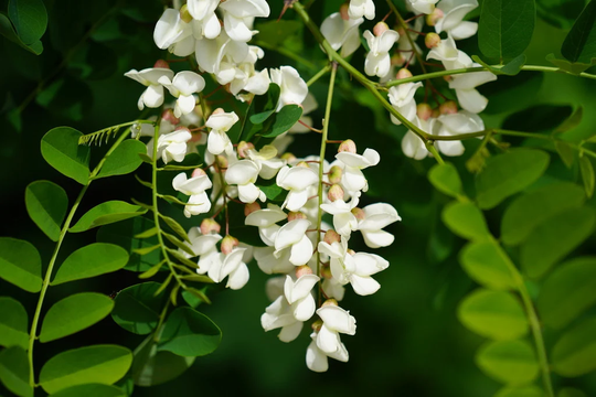 1000 Robinia Pseudoacacia Seeds, Black Locust Tree