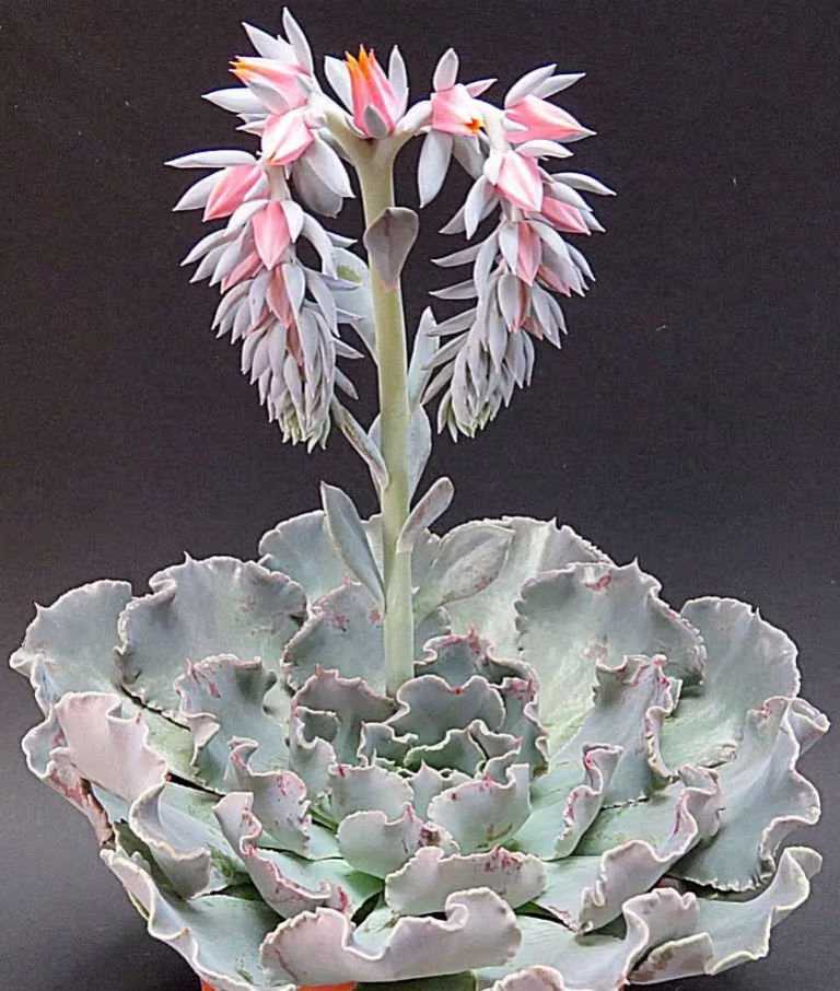 Echeveria Shaviana Cheyenne Peacockii Pulidonis Fresh Seed Grey Wavy Leaf Succulent Cacti Houseplant Drought Tolerant Perennial Pollinators