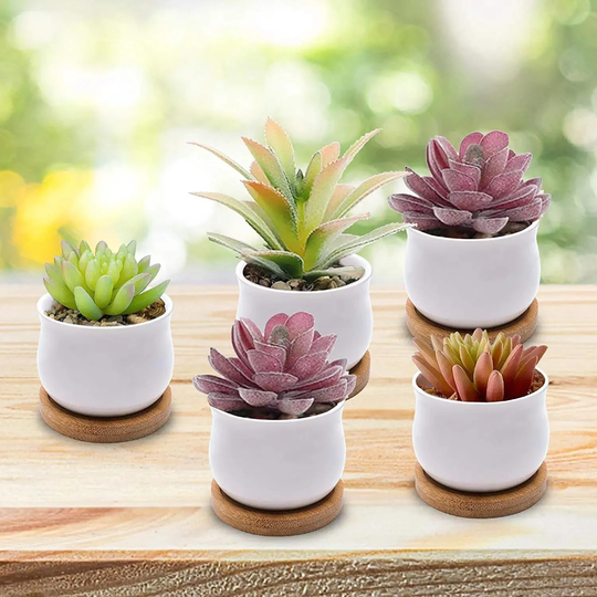 Succulent Pots, White Mini 2.6
