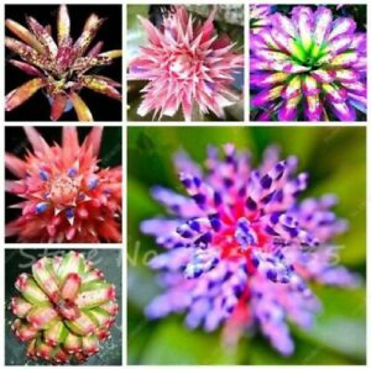 50Pcs Succulent Seeds Lithops Rare Living Stones Plants Cactus Home Plant Hot | Code 101