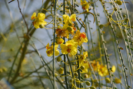 500 Parkinsonia Aculeata Seeds , Palo Verde , Mexican Palo Verde, Jerusalem Thorn Tree Ratama Seeds. Jelly Bean Tree