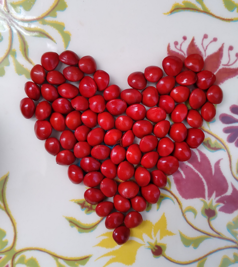 50x Red Sandelwood Seeds, Adenanthera Pavonina, Fresh Harvested, Great Hard Wood, Seeds Are Used in Jewelry & Craft. Free Shipping