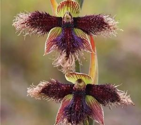 50Pcs Orchid Seed Flower Seeds Rare Home Garden Mixed Colors Rare Flower | Code 89