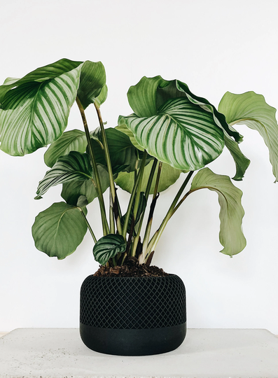 Large Indoor Planter Apple For Plant Lovers - Original Gift