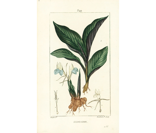 1814 Zedoary Curcuma Root Antique White Turmeric Plant Print Natural History Botanical Botany Wall Art Framing Home Decor