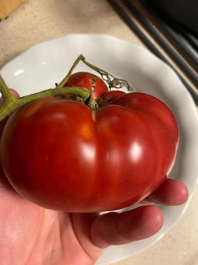 Millionaire Heirloom Tomato Seed
