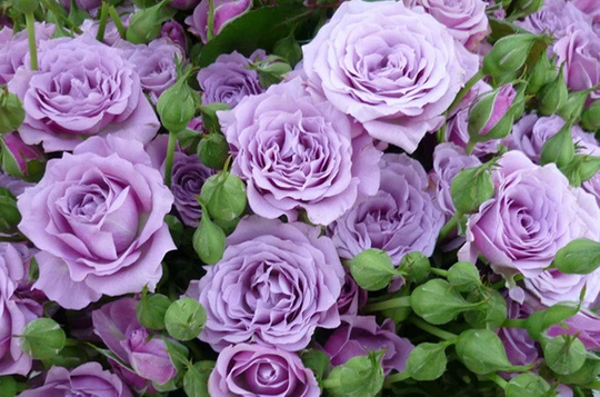 10 Purple Rose Rosa Bush Shrub Perennial Flower Seeds H1002