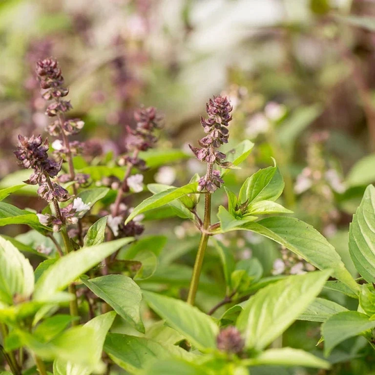 Cinnamon Basil Seeds | Ocimum Basilicum Pot Herb Garden Ornamental Mexican Medicinal Heirloom Seed Thyme Rosemary Nongmo 2023 Fast Shipping