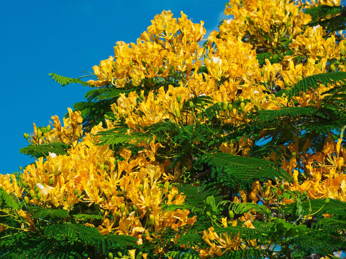 Yellow Poinciana Tree | Peltophorum Pterocarpum Seeds