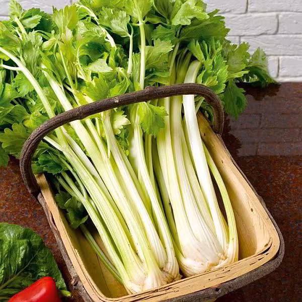 Golden Celery Self Blanching Organic Vegetable Seeds 2000