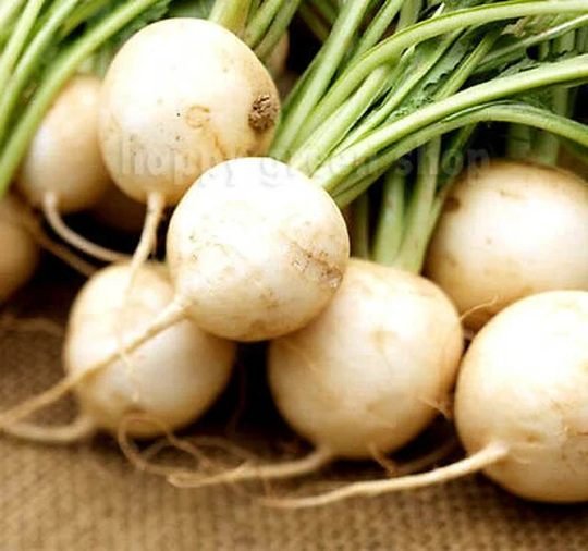 Vegetable - White Radish Albina 800 Seeds Raphanus Sativus