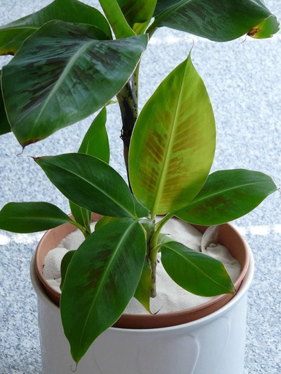 Musa Sikkimensis Red Tiger Banana, 10 Seeds Patio Plant