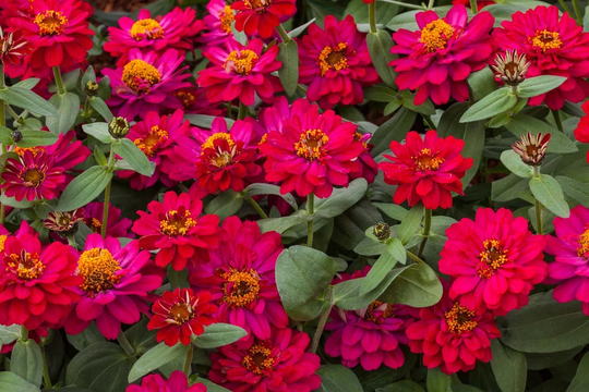 Zinnia Seeds Profusion Double Hot Cherry 100 Thru 500 Bulk Flower