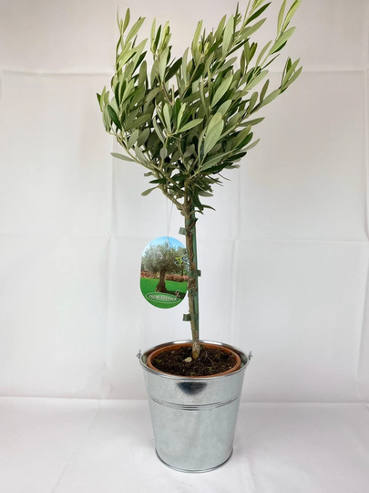 Olive Tree Small in Metal Bucket