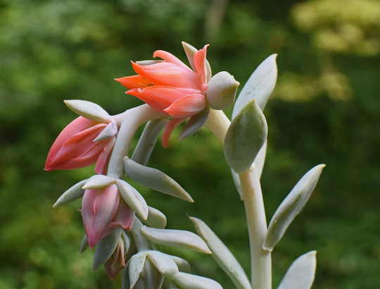 Echeveria Peacockii, X 20 Seeds, Foliage With Bluish-White Leaves
