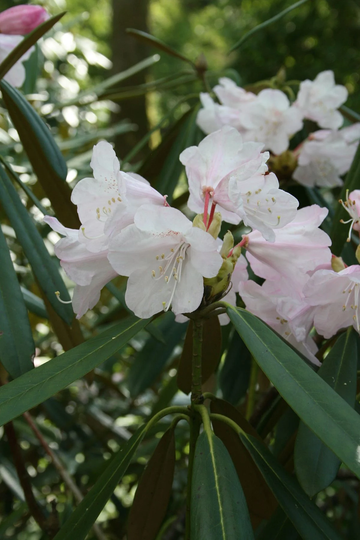50 Rhododendron Adenopodum Seeds