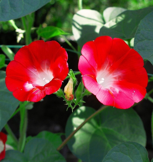 Flower Seeds Morning-Glory Red