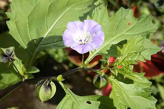 Shoo Fly Plant Seeds | Nicandra Physaloides Organic