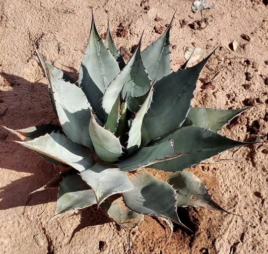 Agave Havardiana Seeds