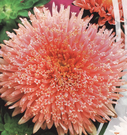 Flower Seeds Astra Princess Hella