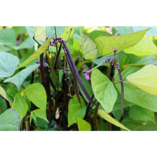 Bean Bush Velour Vegetable Seed 100