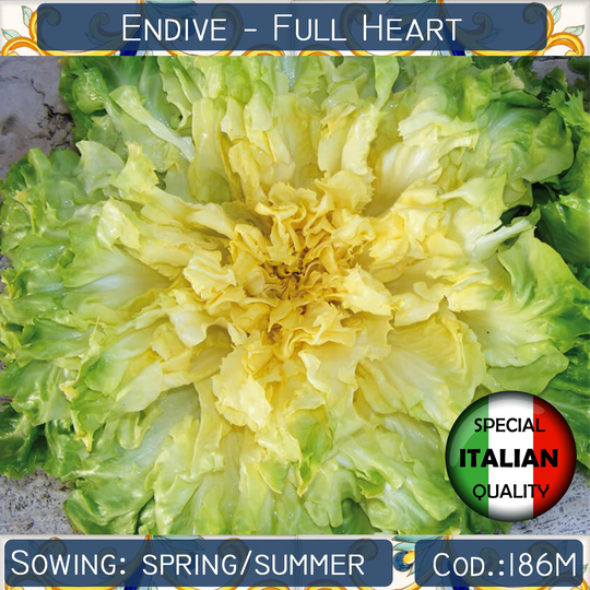 250+ Endive Full Heart Seeds, Cuore Pieno Italian Vegetable Non Gmo #186M