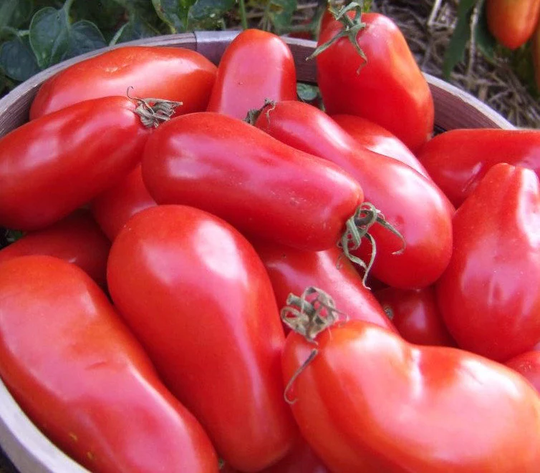 Tomato