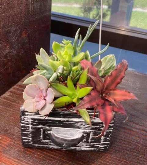Black Drawer Succulent Arrangement | Live Plants Diy Project Kit With Instructions Cactus Aloe Hearty Easy