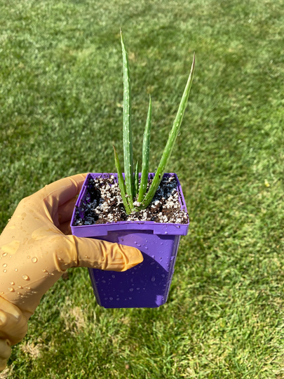 Aloe Vera - Medicinal Plant- House Plant