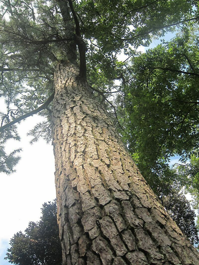 20 X Pinus Thunbergii Seeds. Japanese Black Pine Tree Seeds