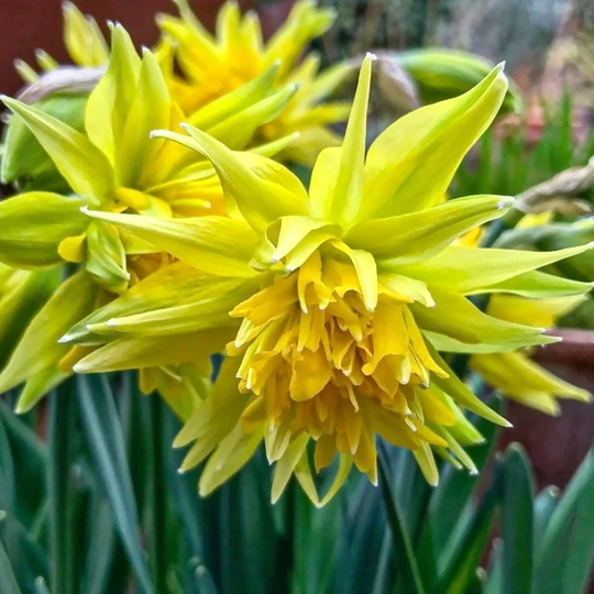 50 Miniature Daffodil Bulbs | Rip Van Winkle Dwarf Narcissi. Large Flowering Bulbs, Seeds Plants