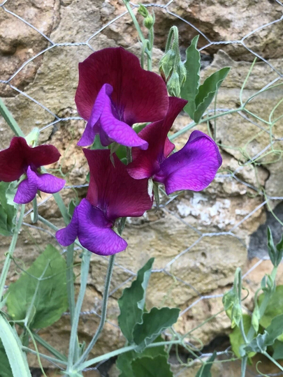 Sweet Pea Matucana X15 Seeds, An Heirloom Type, Fragrant Sweet Peas
