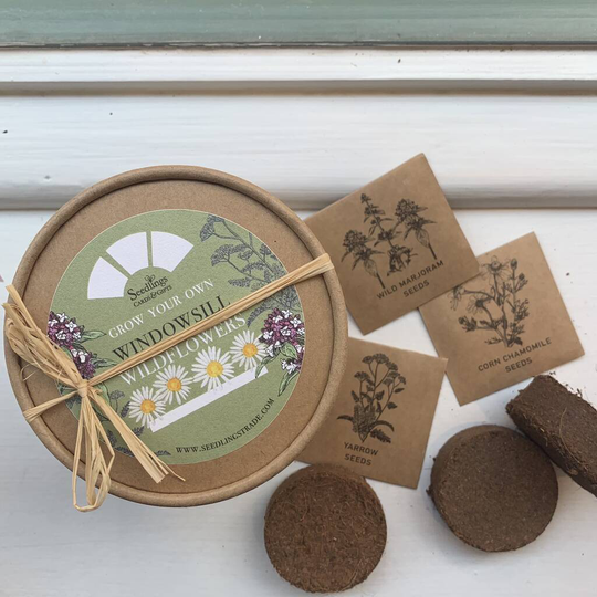 Windowsill Wildflowers Growing Set