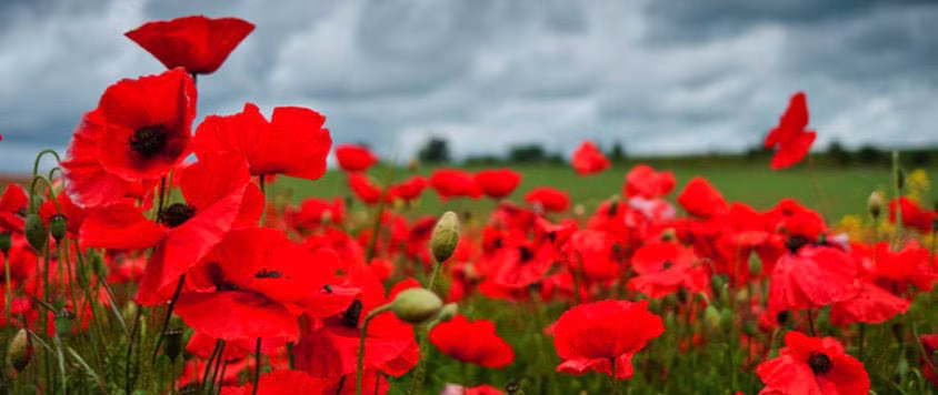 Red Poppy Seeds | Non - Gmo