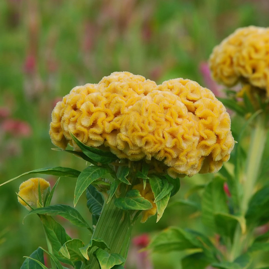 Celosia Seeds Chief Gold 50 Thru 1, 000 Bulk Makes Great Cut Flowers
