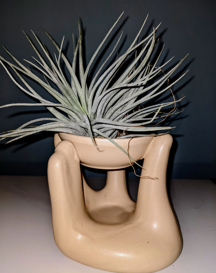 Air Plant Display Ceramic Hand in Beige Including An Air Plant Of Your Choice