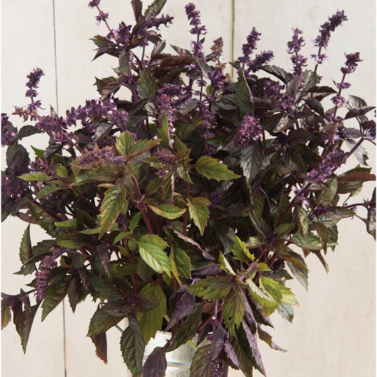 Basil Aromatto Organic Herb Seed 50
