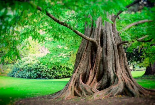 100 X Dawn Redwood Tree Seeds | Metasequoia Glyptostroboides Seeds
