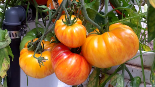 Tomato Seeds Royal Beauty About 20