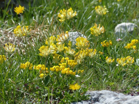 Wild Flower - Kidney Vetch | Anthyllis Vulneraria Approx. X50 Seeds