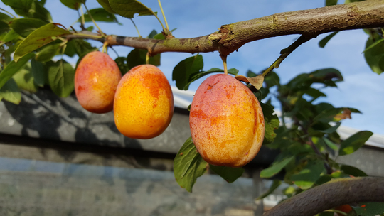 5-6Ft Miracot | Prunus Aprimira®| 12L Pot | By Frank P Matthews