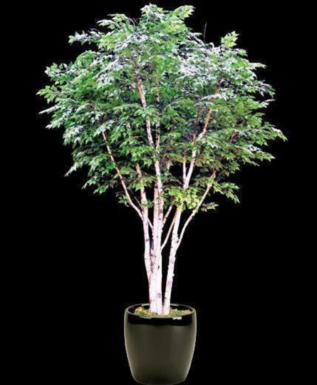 50 X Paper Birch Tree Seeds. Seeds That Can Be Used For Bonsai