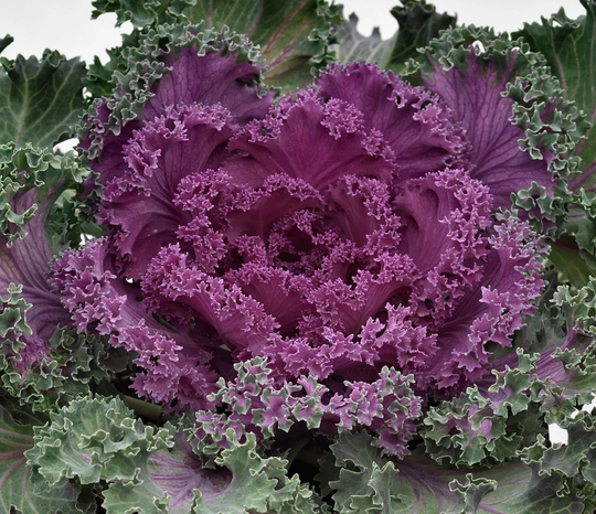 Flowering Kale Seeds Nagoya Red 50 Thru 500 Cabbage